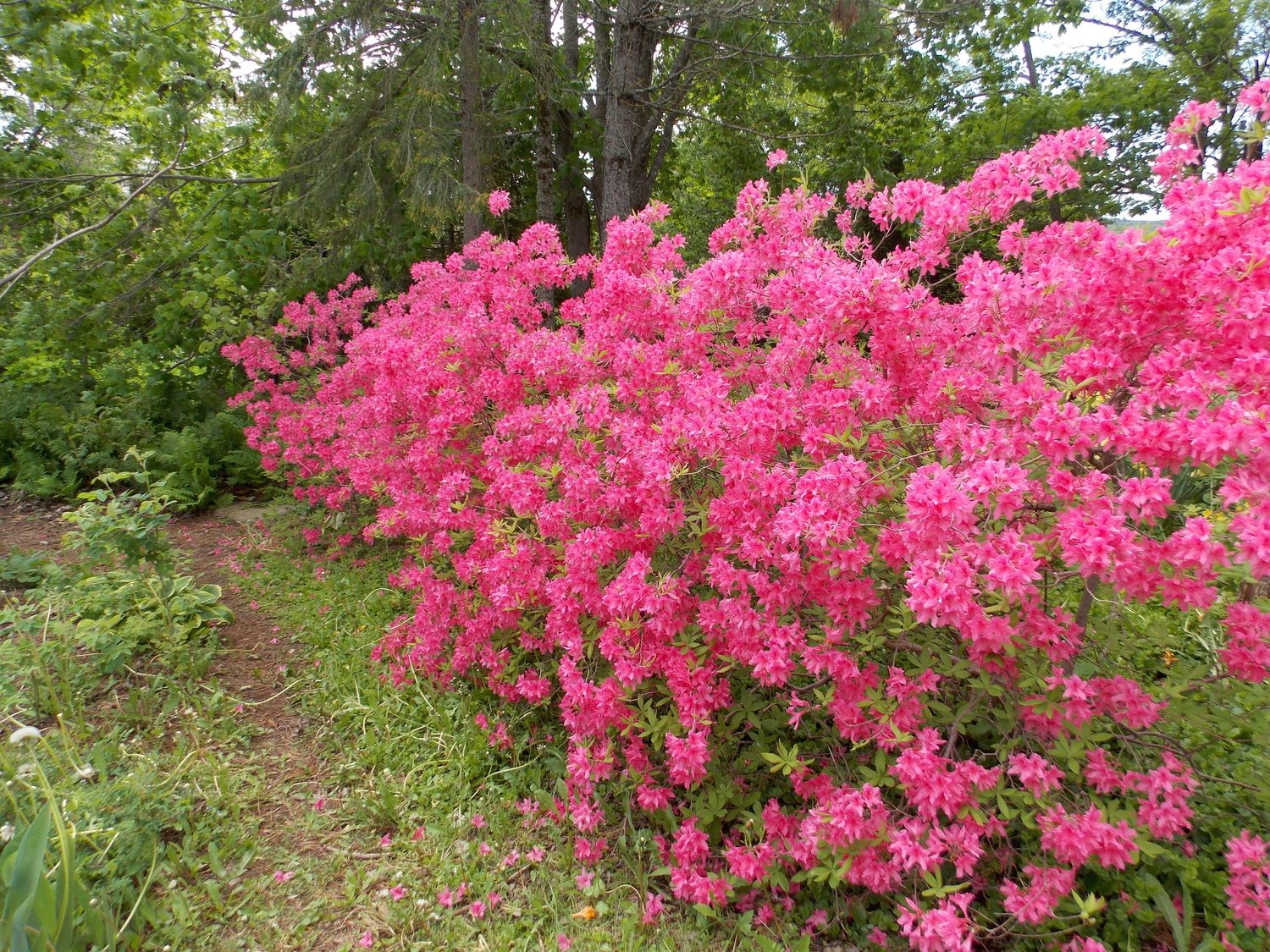 Rosy+Lights.jpeg?format=1500w